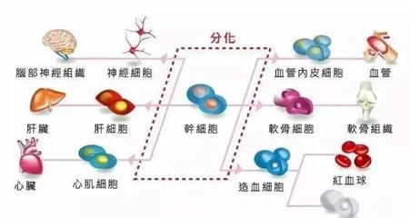 儲存干細胞 為未來健康構筑希望種子